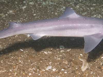 Lo Spinarolo (Squalus acanthias Linnaeus). Foto by Doug Costa
